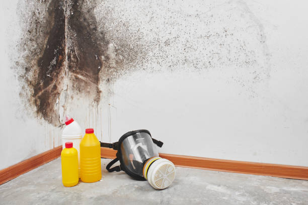 Best Mold Damage Repair  in Buckhall, VA