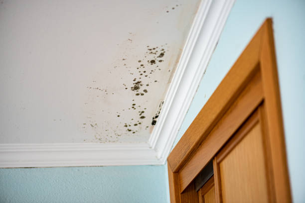 Best Fast Mold Removal  in Buckhall, VA