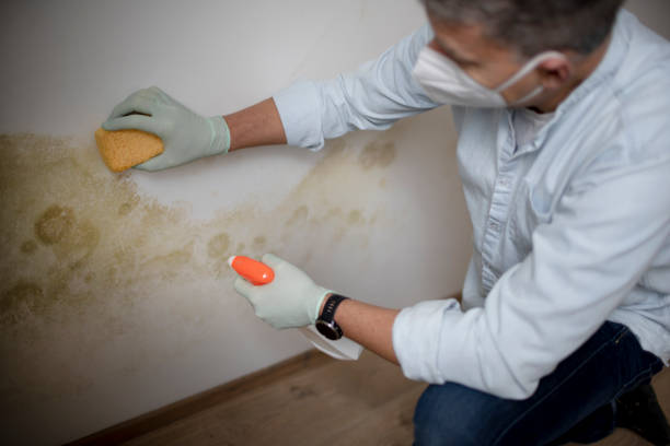 Best Toxic Mold Removal  in Buckhall, VA