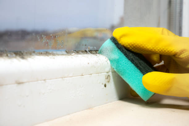 Best Office Mold Removal Services  in Buckhall, VA