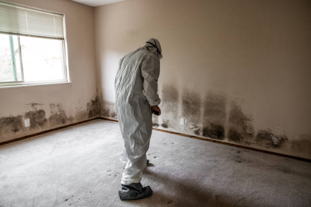 Best Professional Mold Removal  in Buckhall, VA