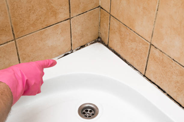 Attic Mold Removal in Buckhall, VA